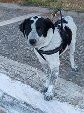 CLAUDINE, Hund, Mischlingshund in Griechenland