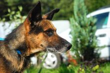 APIS, Hund, Mischlingshund in Polen - Bild 10