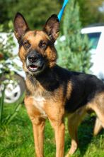APIS, Hund, Mischlingshund in Polen - Bild 4