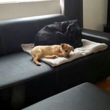 LILLY, Hund, Mischlingshund in Hünfelden - Bild 5