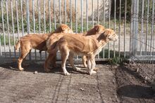 SENJA, Hund, Mischlingshund in Lohra-Reimershausen - Bild 2
