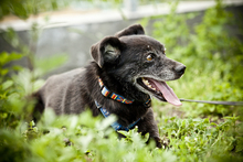 ZORKA, Hund, Mischlingshund in Ahnsen - Bild 10