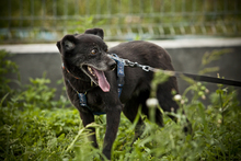 ZORKA, Hund, Mischlingshund in Ahnsen - Bild 7