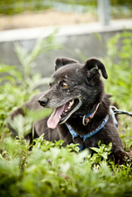 ZORKA, Hund, Mischlingshund in Ahnsen - Bild 9