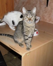 KLARA, Katze, Europäisch Kurzhaar in Wachtendonk - Bild 1