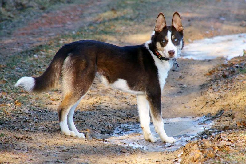 The gallery for > Red Husky Border Collie Mix