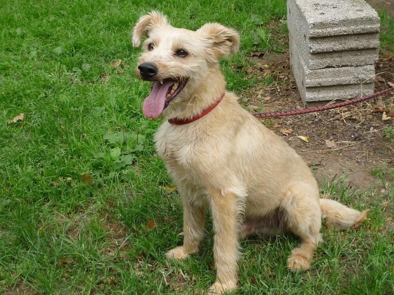 Hund Leidet Unter Trennung Hund Leidet Unter Trennung
