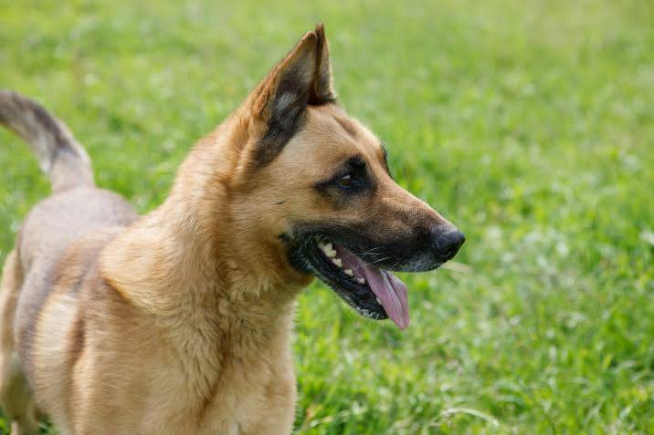 Malinois-Mix DINGO aus Slowakische Republik