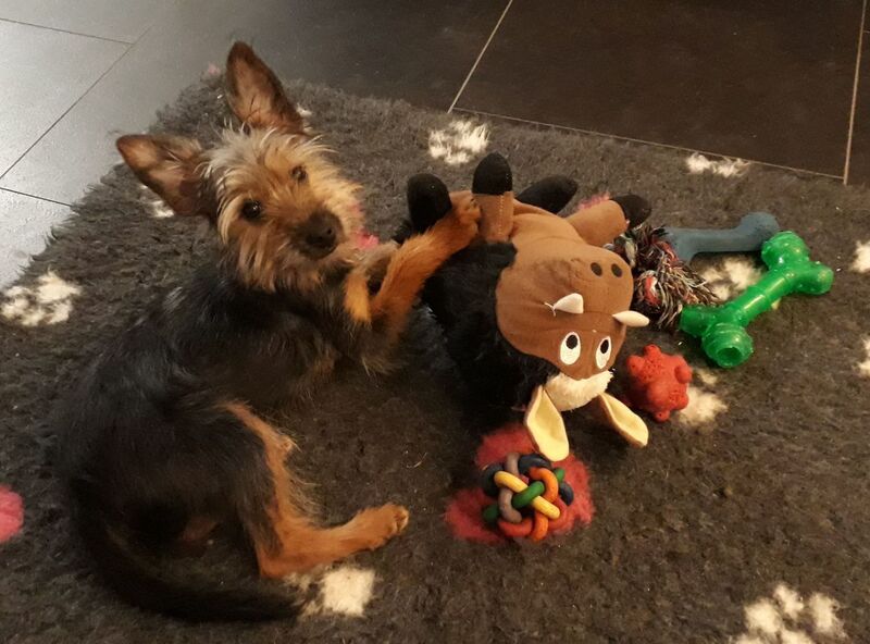 Image result for Yorkie Hund Spaß