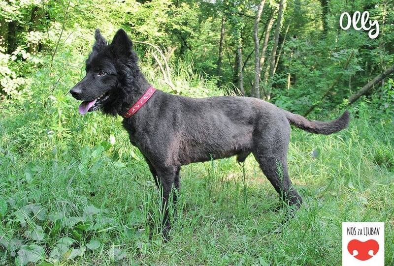Mischlingshund OLLY aus Kroatien