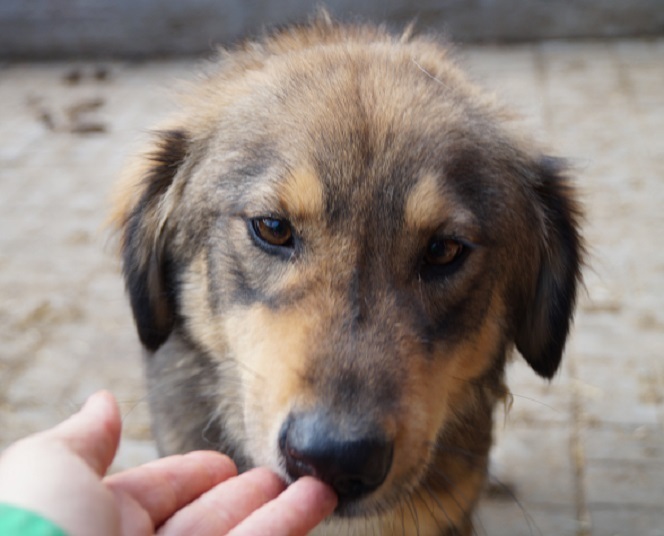 Mischlingshund TOULOUSE aus Rumänien