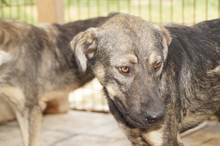 Mischlingshund KLEINVIOLA aus Rumänien