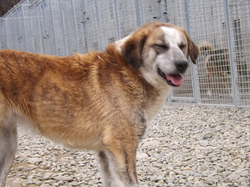 Mischlingshund ALLA aus Rumänien