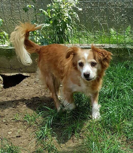 Mischlingshund MITZY aus Rumänien