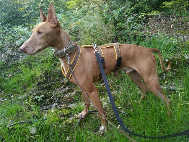 Podenco Andaluz PONCHO aus Spanien