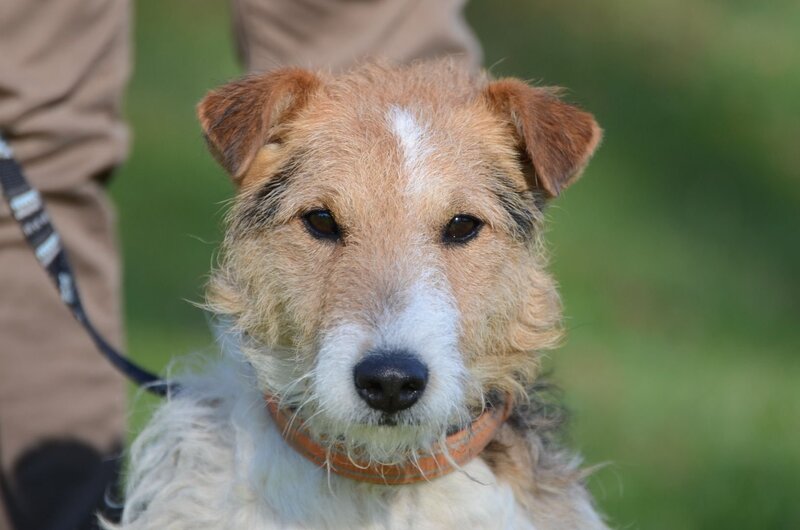 Foxterrier VACO aus Viersen