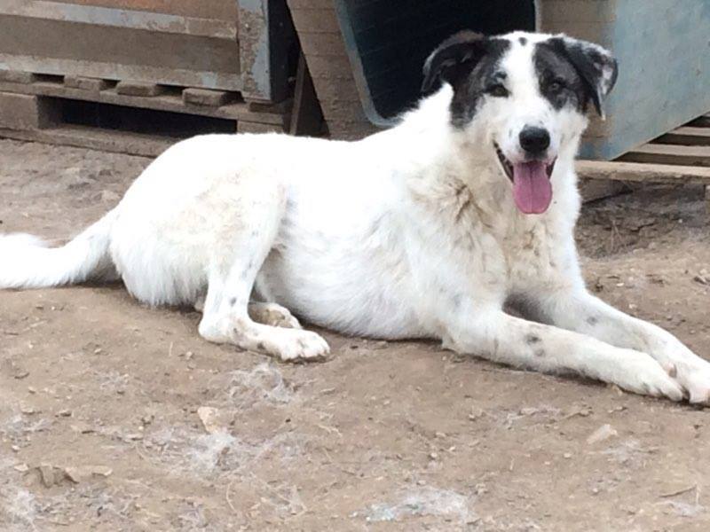 HerdenschutzhundMix HERCULES aus Griechenland