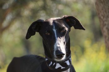 galgos aus tГ¶tungsstationen galgos aus tГ¶tungsstationen