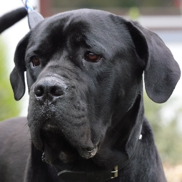 Cane Corso VICTOR aus Rüsselsheim