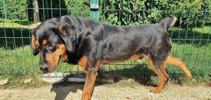 Mischlingshund FUCHUR aus Kroatien