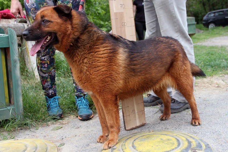SchäferhundMischling PALMA aus Ungarn