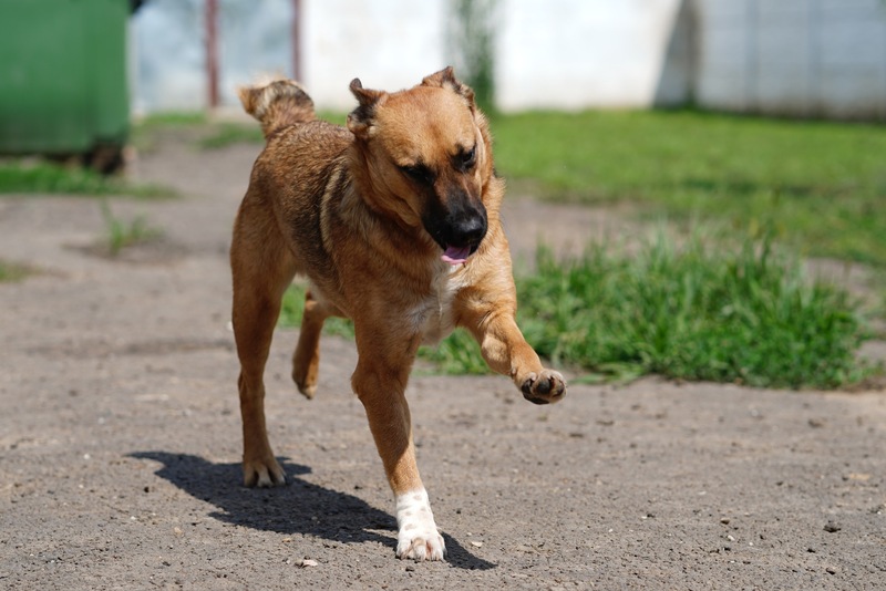 Mischlingshund SOCKE aus Rumänien