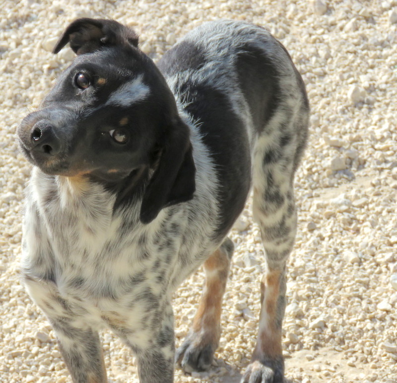 TerrierMix YOSHI aus Zypern