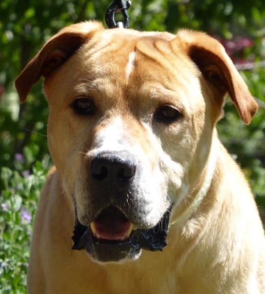 Staffordshire Bull TerrierMix ROS aus Spanien
