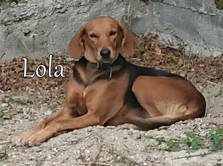 Griechische BrackeMix LOLA aus Griechenland