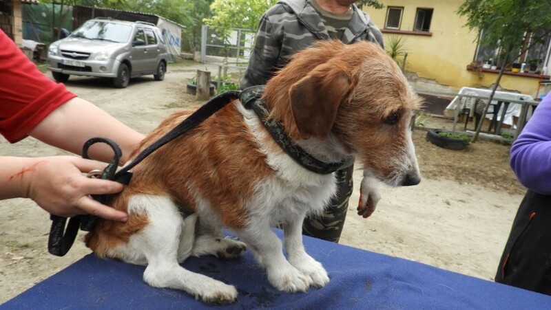 Mischlingshund DIO aus Ungarn