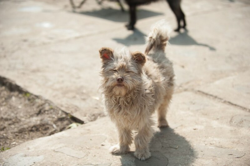 Mischlingshund GIZMO aus Rumänien