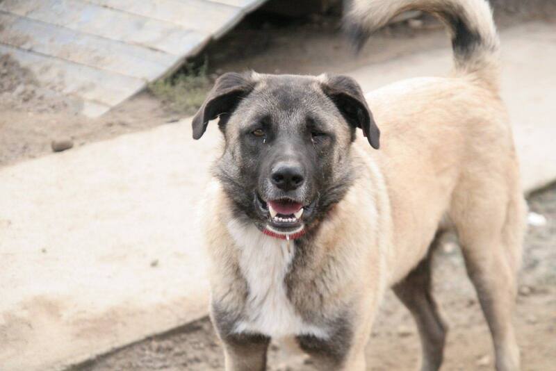 Mischlingshund GOLDIE aus Bulgarien