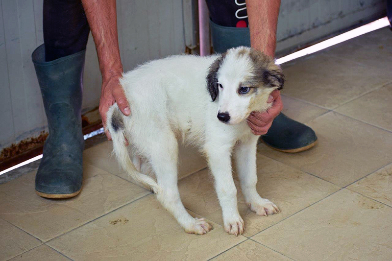 Mischlingshund LINDO aus Bingen