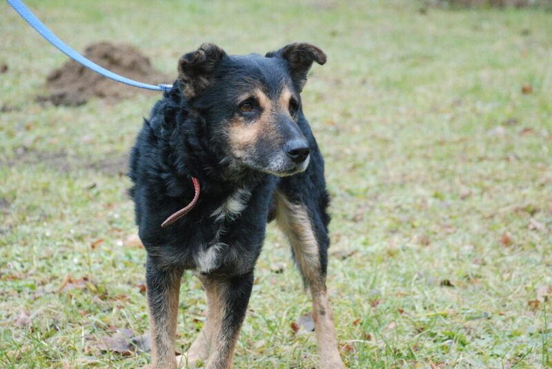 Mischlingshund KADET aus Dillenburg