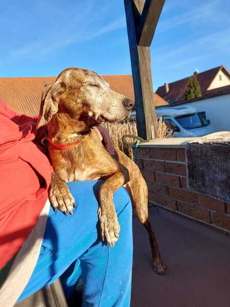 Segugio Maremmano BRIO aus Regenstauf