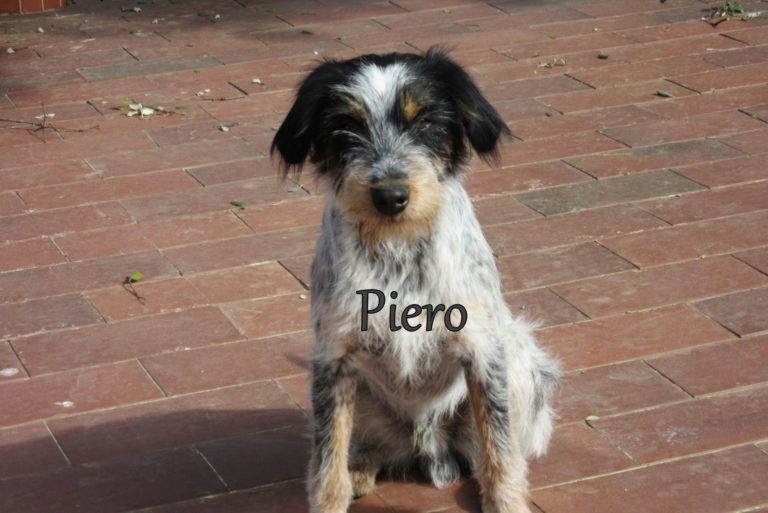 Mischlingshund PIERO aus Bonn