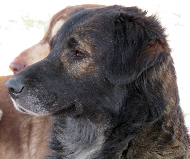 Mischlingshund COLBY aus Zypern