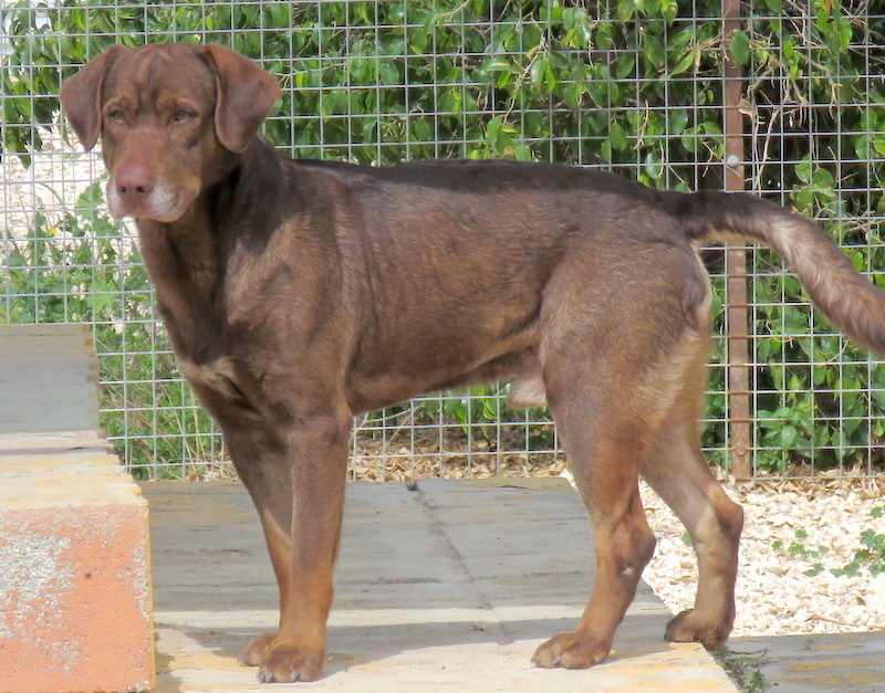 LabradorMix MARLAY aus Zypern