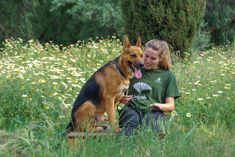 Deutscher SchäferhundMix GARFIELD aus Spanien