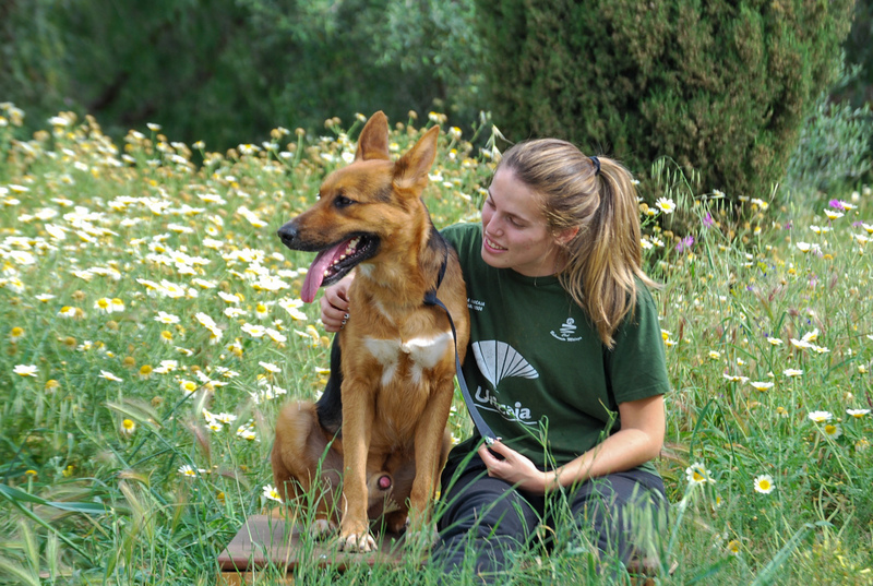 Deutscher SchäferhundMix GARFIELD aus Spanien