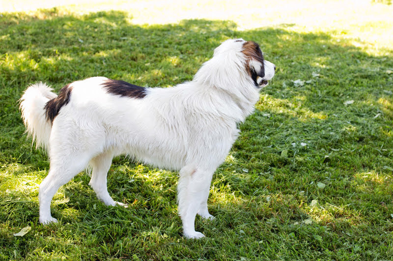 TornjakMix BOOMER aus Kroatien