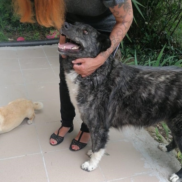 Mischlingshund RADKA aus Bulgarien