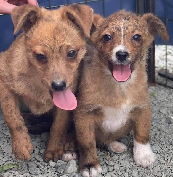 Mischlingshund TALLULAH aus Bosnien und Herzegowina