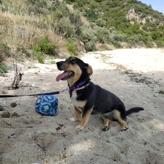 Mischlingshund SNOOPY aus Griechenland