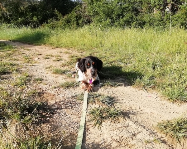 Gordon Setter TEO aus Schöllnach