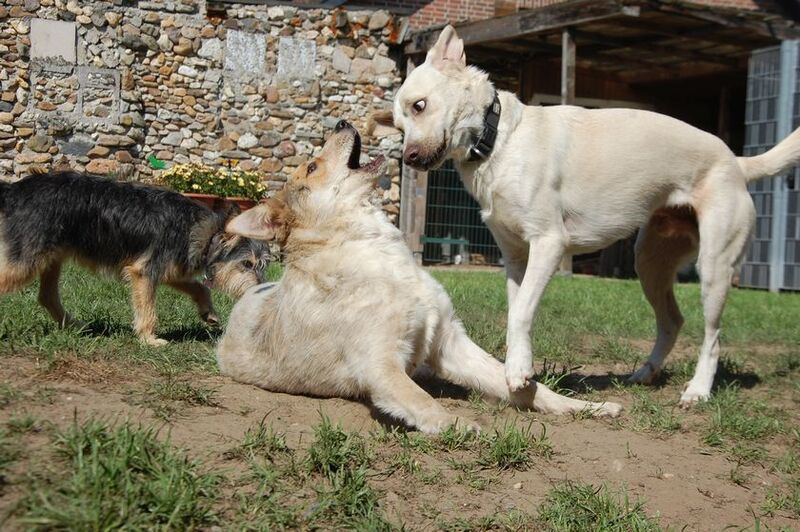 Mischlingshund DOMINO aus Nettetal