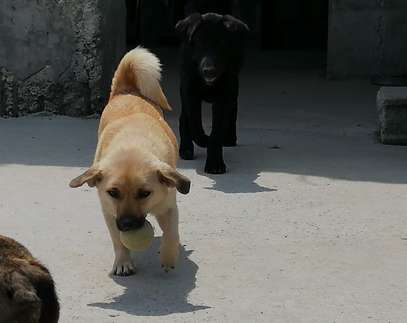 Mischlingshund TESSA aus Kroatien