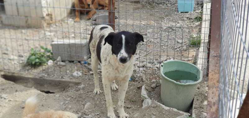 Mischlingshund SNOOPY aus Griechenland