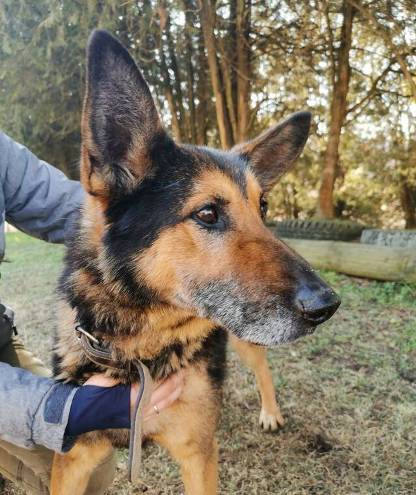 Deutscher Schäferhund-Mix ARO aus Rumänien