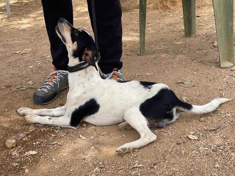 Mischlingshund SNOOPY aus Gießen